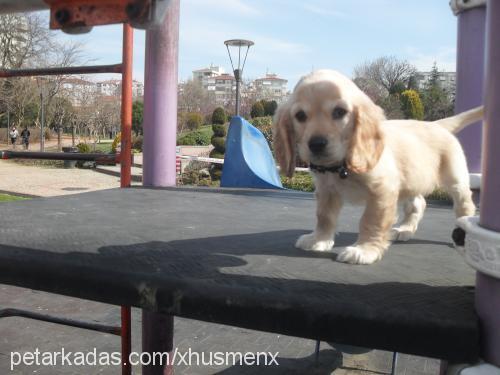 hüsmen Erkek İngiliz Cocker Spaniel