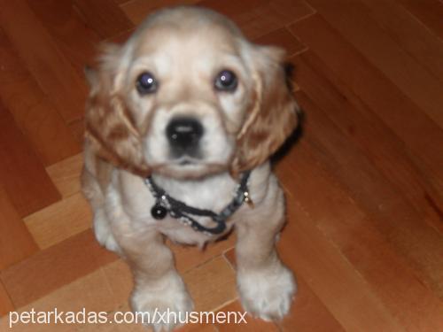 hüsmen Erkek İngiliz Cocker Spaniel