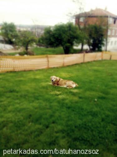 lady Dişi Golden Retriever