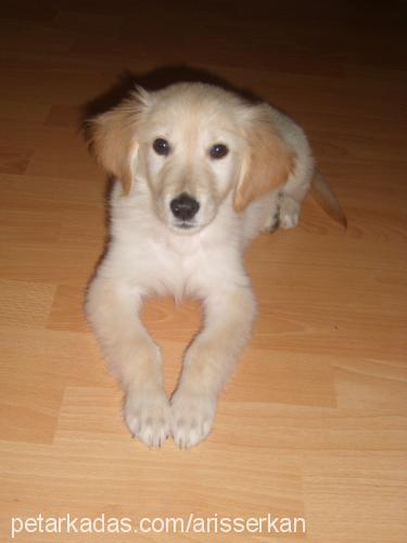 balım Dişi Golden Retriever