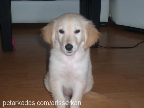 balım Dişi Golden Retriever