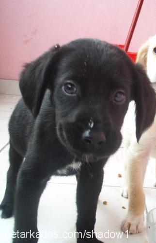 shadow Erkek Labrador Retriever