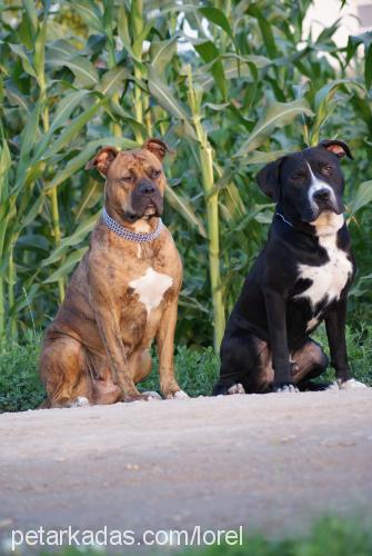 titan Erkek Amerikan Pitbull Terrier