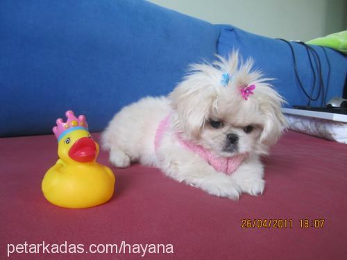 maya Dişi Pekingese