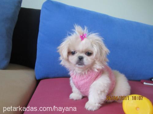 maya Dişi Pekingese