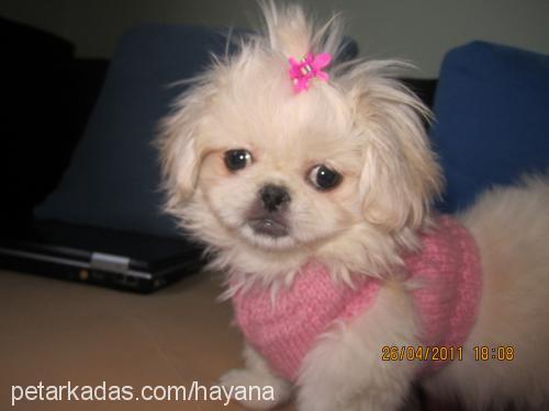 maya Dişi Pekingese