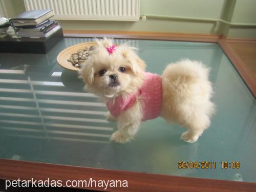 maya Dişi Pekingese