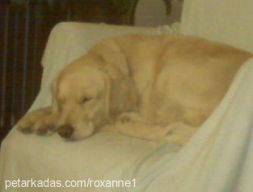 roxanne Dişi Golden Retriever