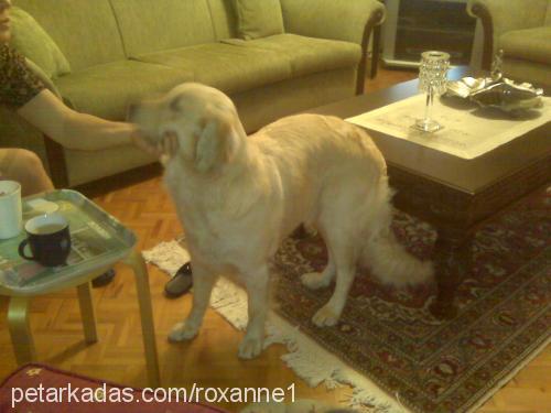 roxanne Dişi Golden Retriever