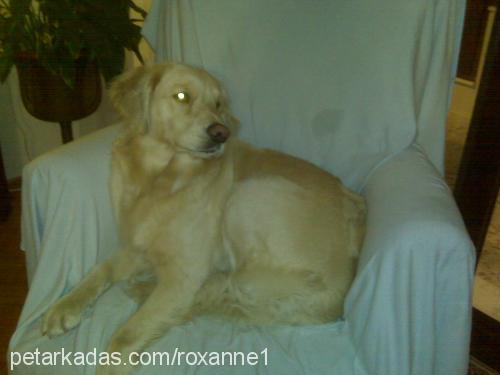 roxanne Dişi Golden Retriever