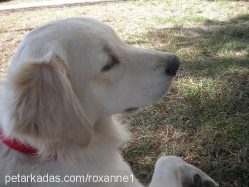 roxanne Dişi Golden Retriever