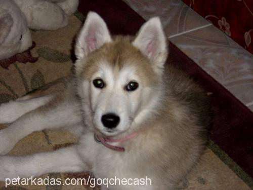 ada Dişi Alaskan Malamute