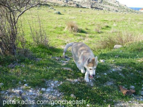 ada Dişi Alaskan Malamute