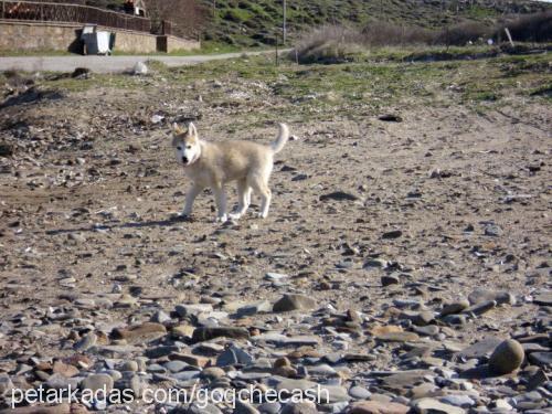 ada Dişi Alaskan Malamute