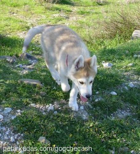 ada Dişi Alaskan Malamute