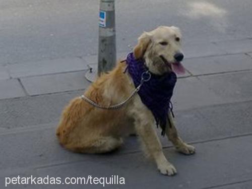 tequila Dişi Golden Retriever