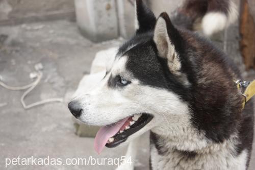 çakır Erkek Sibirya Kurdu (Husky)