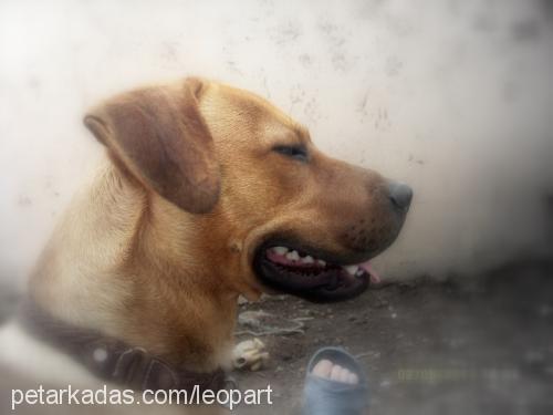 baks Erkek Labrador Retriever