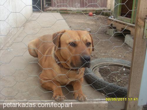 baks Erkek Labrador Retriever