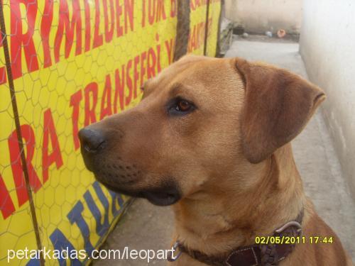 baks Erkek Labrador Retriever