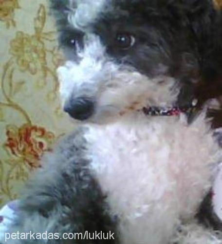 zeytin Dişi Poodle (Standart Kaniş)