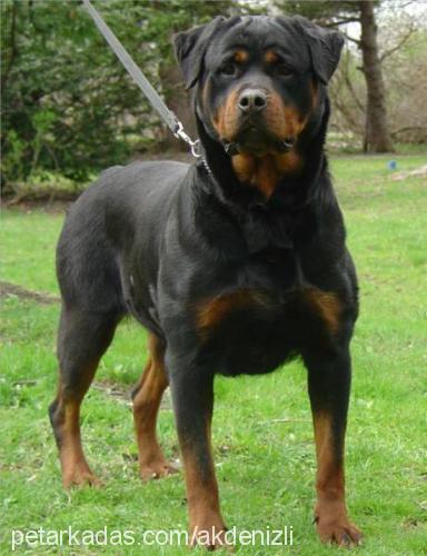 linda Dişi Rottweiler