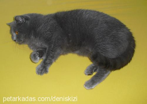 duman Erkek British Shorthair