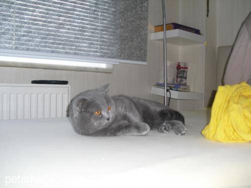 duman Erkek British Shorthair