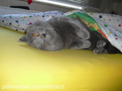 duman Erkek British Shorthair