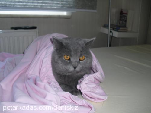 duman Erkek British Shorthair