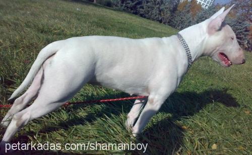 ice Dişi Bull Terrier