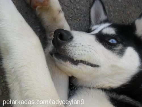 lady Dişi Sibirya Kurdu (Husky)