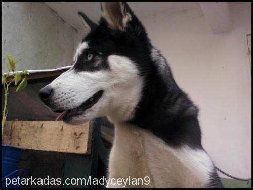 lady Dişi Sibirya Kurdu (Husky)