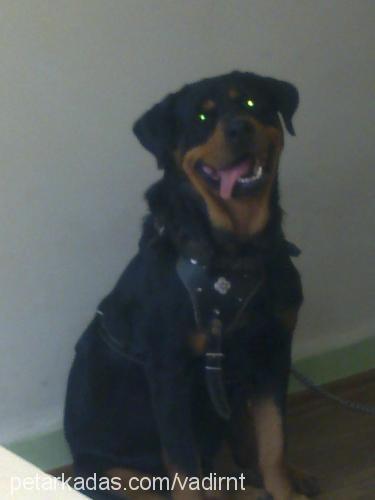 efe Erkek Rottweiler