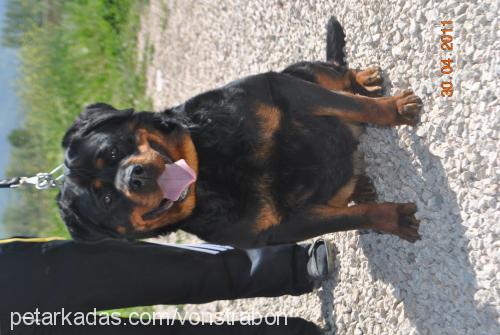 xira Dişi Rottweiler