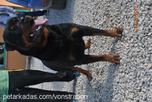 chelsy Erkek Rottweiler