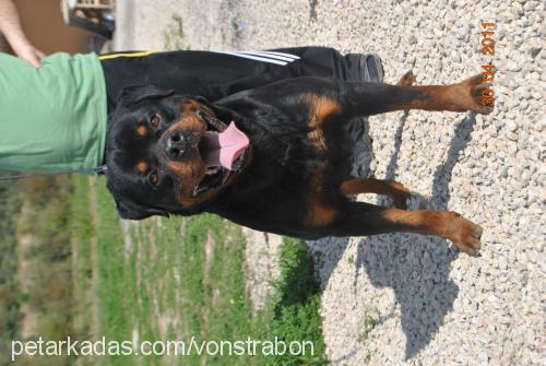 İnouk Erkek Rottweiler