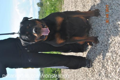 kent Erkek Rottweiler