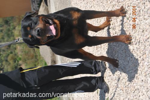 kent Erkek Rottweiler