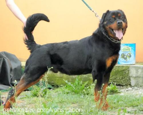 arno Erkek Rottweiler