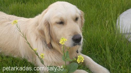 lussy Dişi Golden Retriever