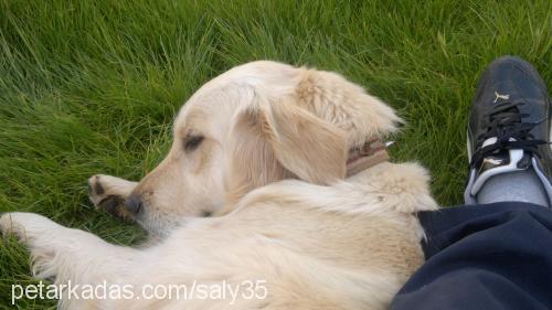 lussy Dişi Golden Retriever