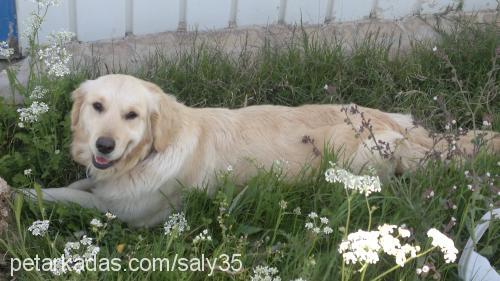 lussy Dişi Golden Retriever