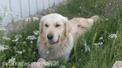 lussy Dişi Golden Retriever