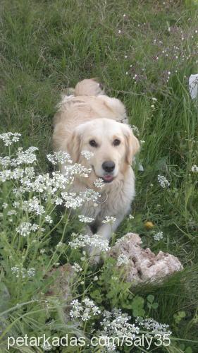 lussy Dişi Golden Retriever