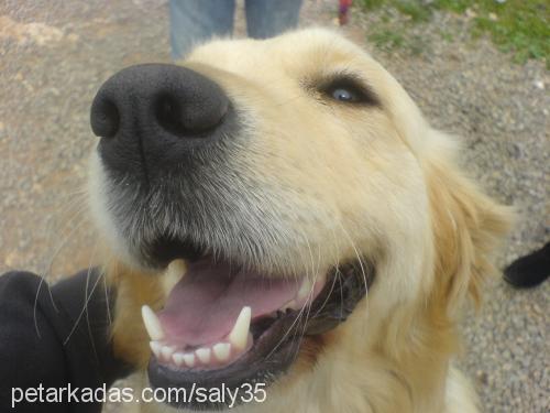 lussy Dişi Golden Retriever