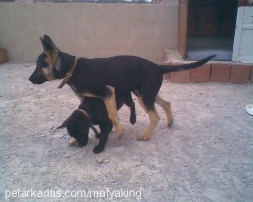 rocky Erkek Alman Çoban Köpeği