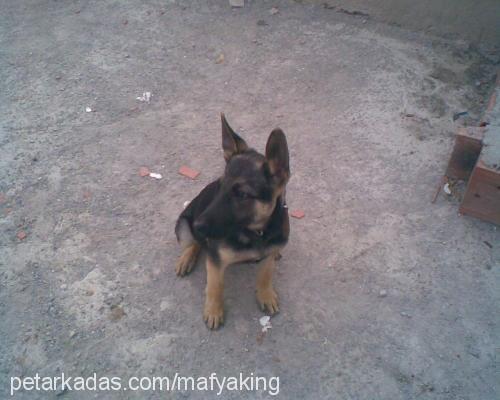 rocky Erkek Alman Çoban Köpeği