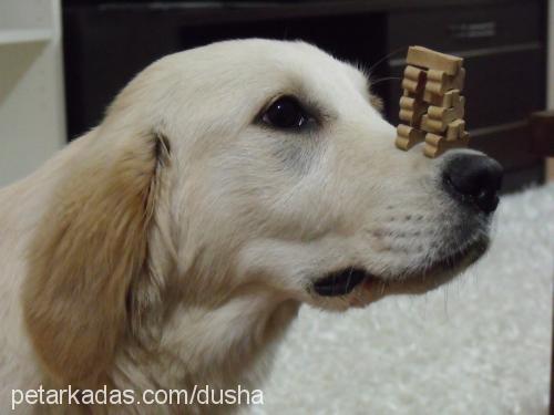 dusha Dişi Golden Retriever