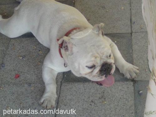 davut Erkek İngiliz Bulldog